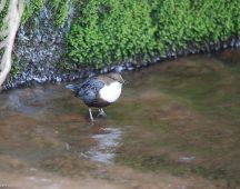 05 fuettert ein halbfluegges Junges